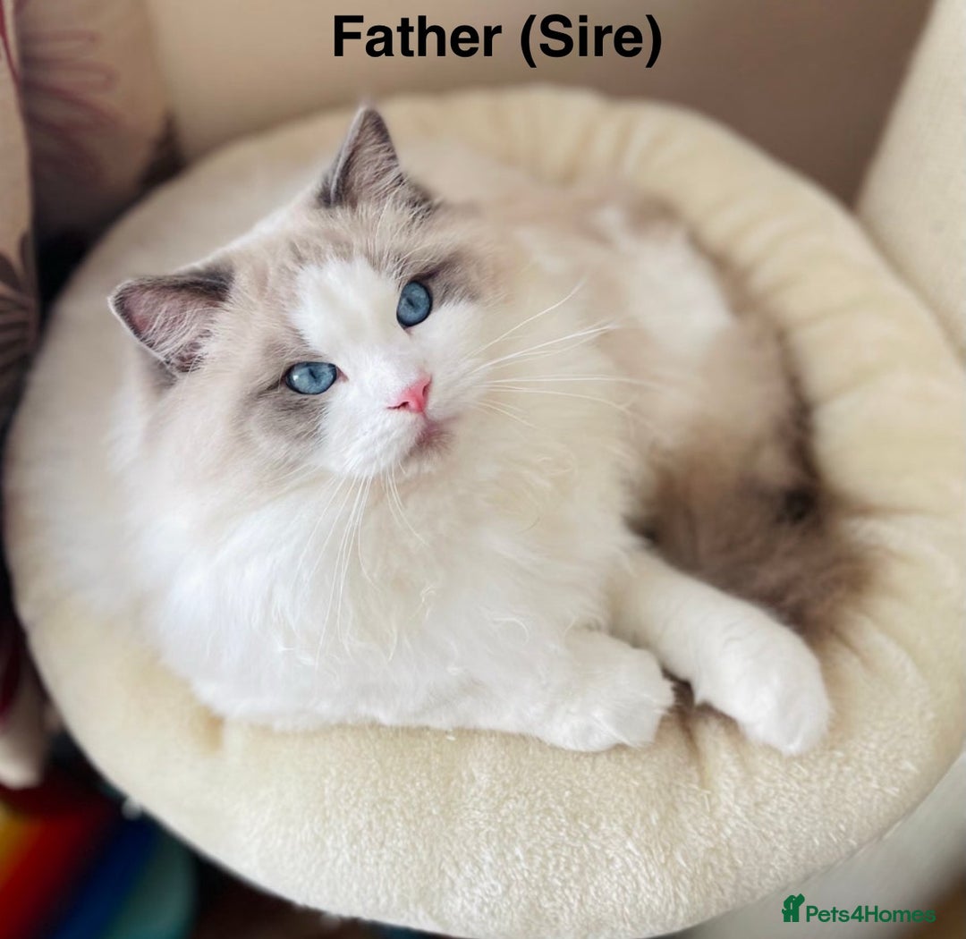 Ragdoll cats for sale: Stunning GCCF Bi-color Ragdoll Kittens - Advert 3