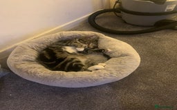 Bengal cats for sale: Gorgeous Tabby / Bengal Cat - Super Friendly  - Image 3