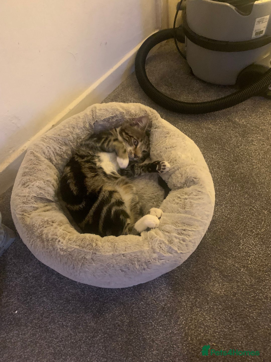 Bengal cats for sale: Gorgeous Tabby / Bengal Cat - Super Friendly  - Image 3