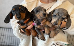 Dachshund dogs for sale: 5 beautiful miniature short haired dachshunds - Image 38