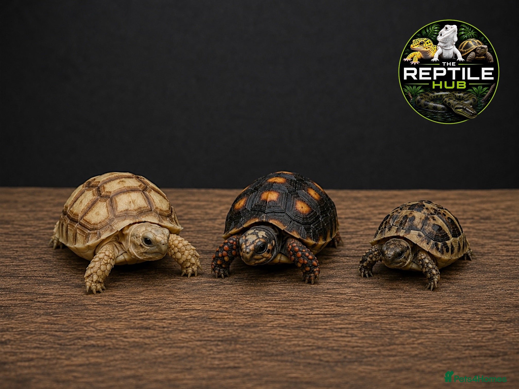 Tortoise reptiles Baby Tortoises Available - Advert 3