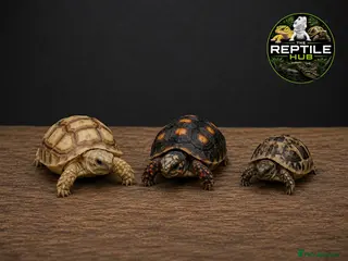 Tortoise reptiles Baby Tortoises Available - Advert 3