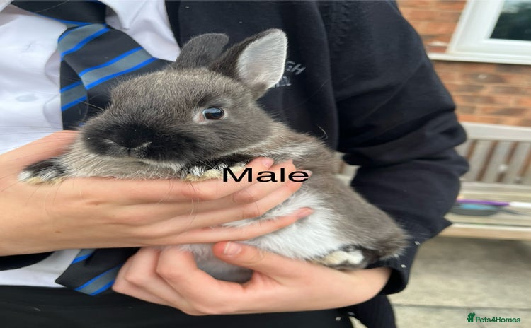 Netherland Dwarf rabbits - Advert 3