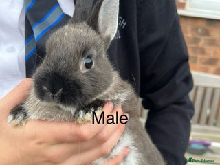 Netherland Dwarf rabbits - Advert 2