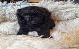 Miniature Poodle dogs for sale: KC REGISTERED MINIATURE POODLES - Image 6