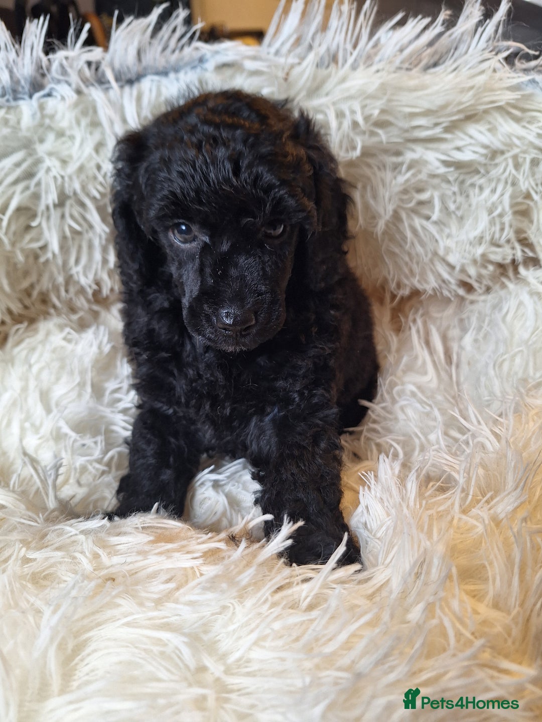 Miniature Poodle dogs for sale: KC REGISTERED MINIATURE POODLES - Image 6