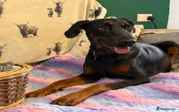 Dobermann dogs for sale: *Stunning Top/Best Bloodline Dobermanns For Sale* - Image 6