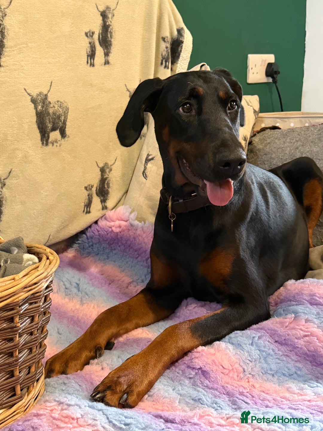 Dobermann dogs for sale: *Stunning Top/Best Bloodline Dobermanns For Sale* - Image 6