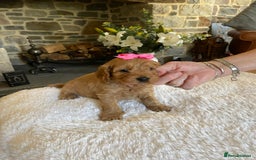 Cockapoo dogs for sale: READY TO GO :Gorgeous litter of  F1 Cockapoo’s - Image 7