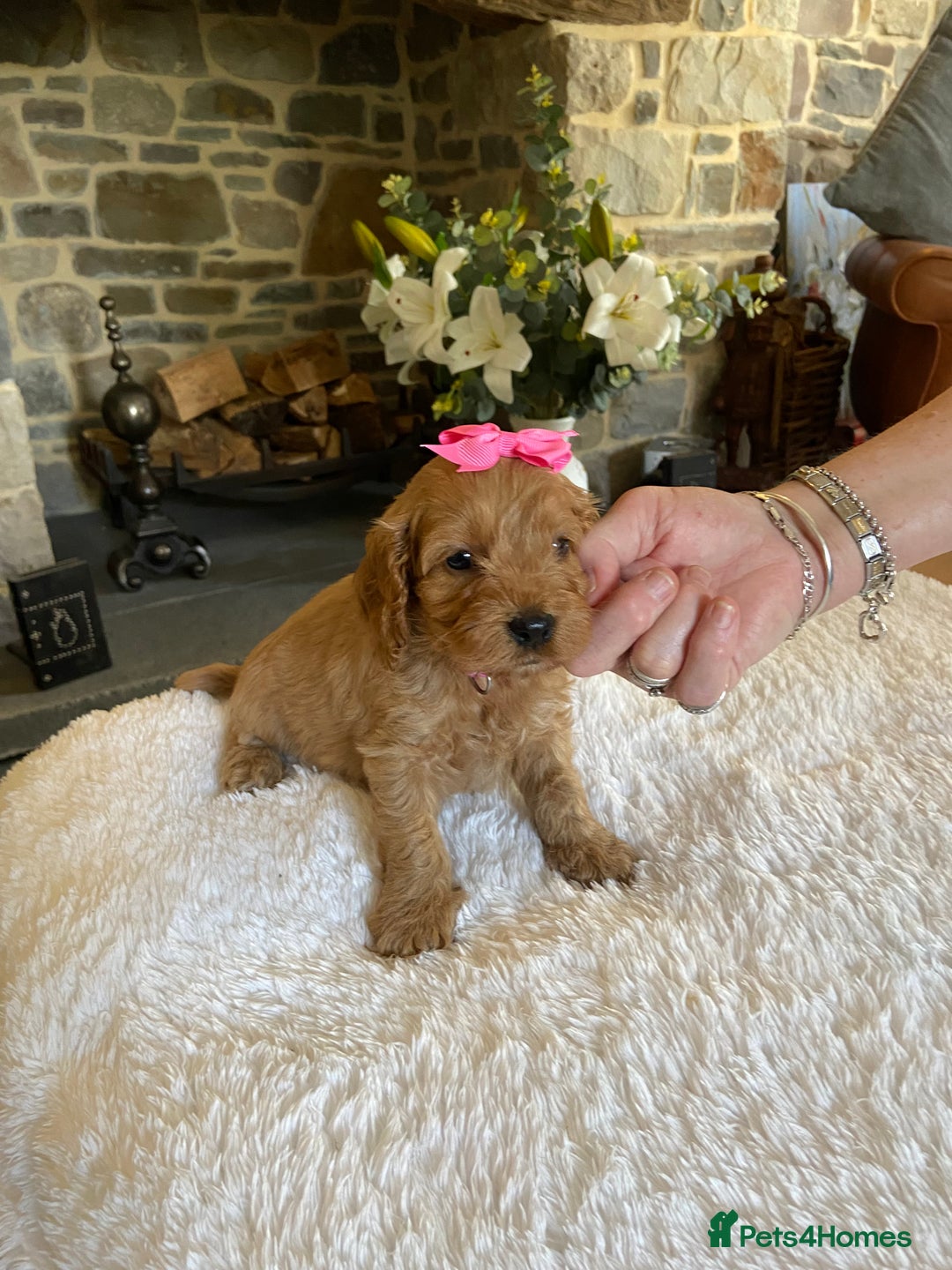 Cockapoo dogs for sale: READY TO GO :Gorgeous litter of  F1 Cockapoo’s - Image 7