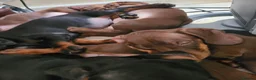 Dachshund dogs for sale: Gorgeous Dachshund Pups in Liverpool - Advert 2