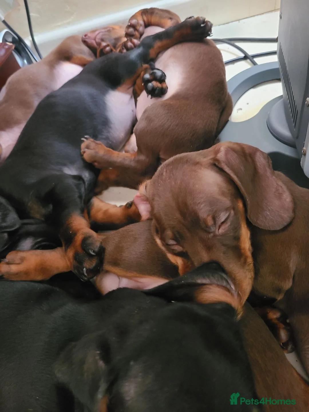 Dachshund dogs for sale: Gorgeous Dachshund Pups in Liverpool - Advert 2