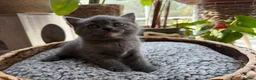 British Shorthair cats for sale: Beautiful British Shorthair Kittens  in Ilford - Advert 24