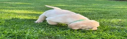 Labrador Retriever dogs for sale: RELISTED DUE TO TIMEWASTER! Gorgeous Lab Puppy - Advert 6