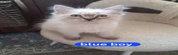 Mixed Breed cats for sale: 2 beautiful Ragdoll/Maine coon kittens  - Advert 3