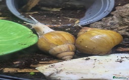 Snails invertebrates for sale: 2 Subadult giant African land snails - Image 6