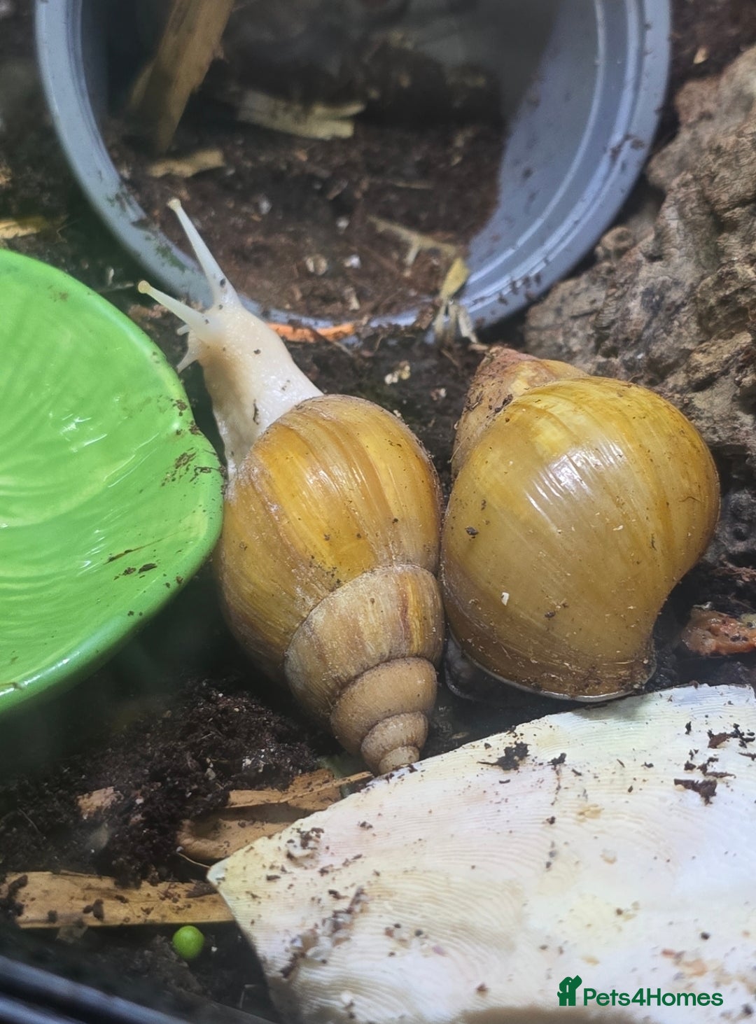Snails invertebrates for sale: 2 Subadult giant African land snails - Image 6