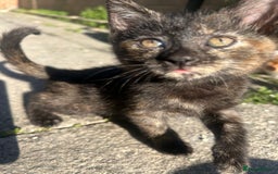 Mixed Breed cats for sale: Gorgeous kittens  - Image 1