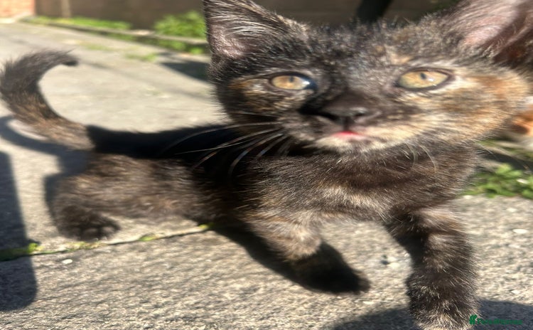 Mixed Breed cats - Advert 5