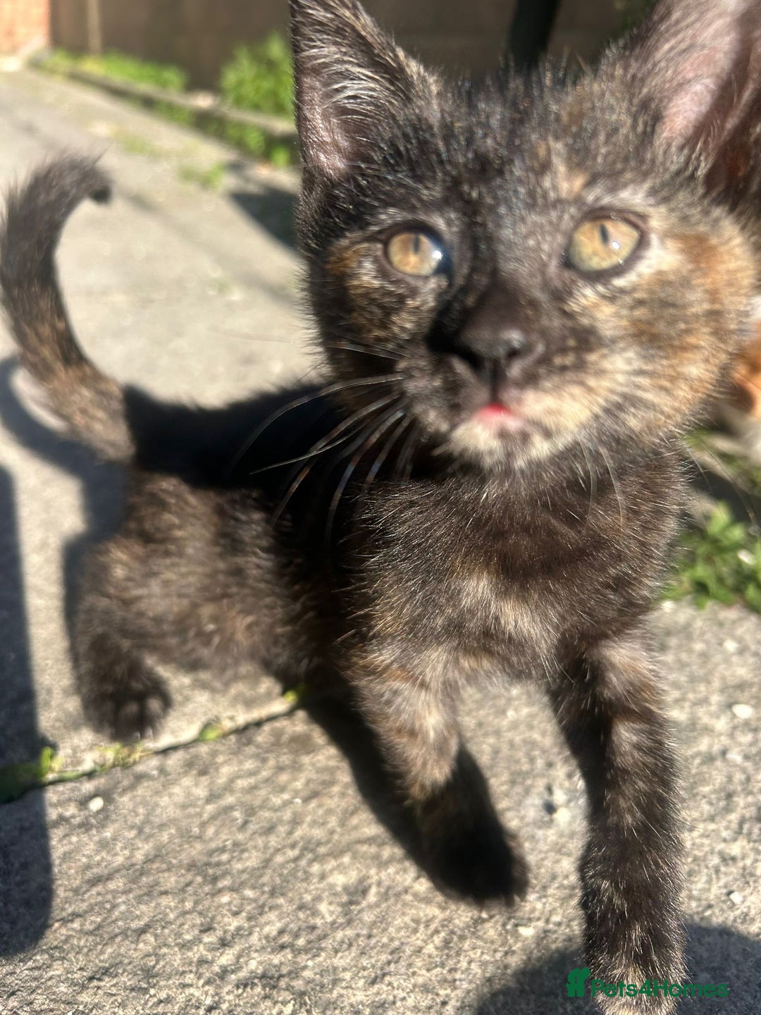 Mixed Breed cats for sale: Gorgeous kittens  - Image 1