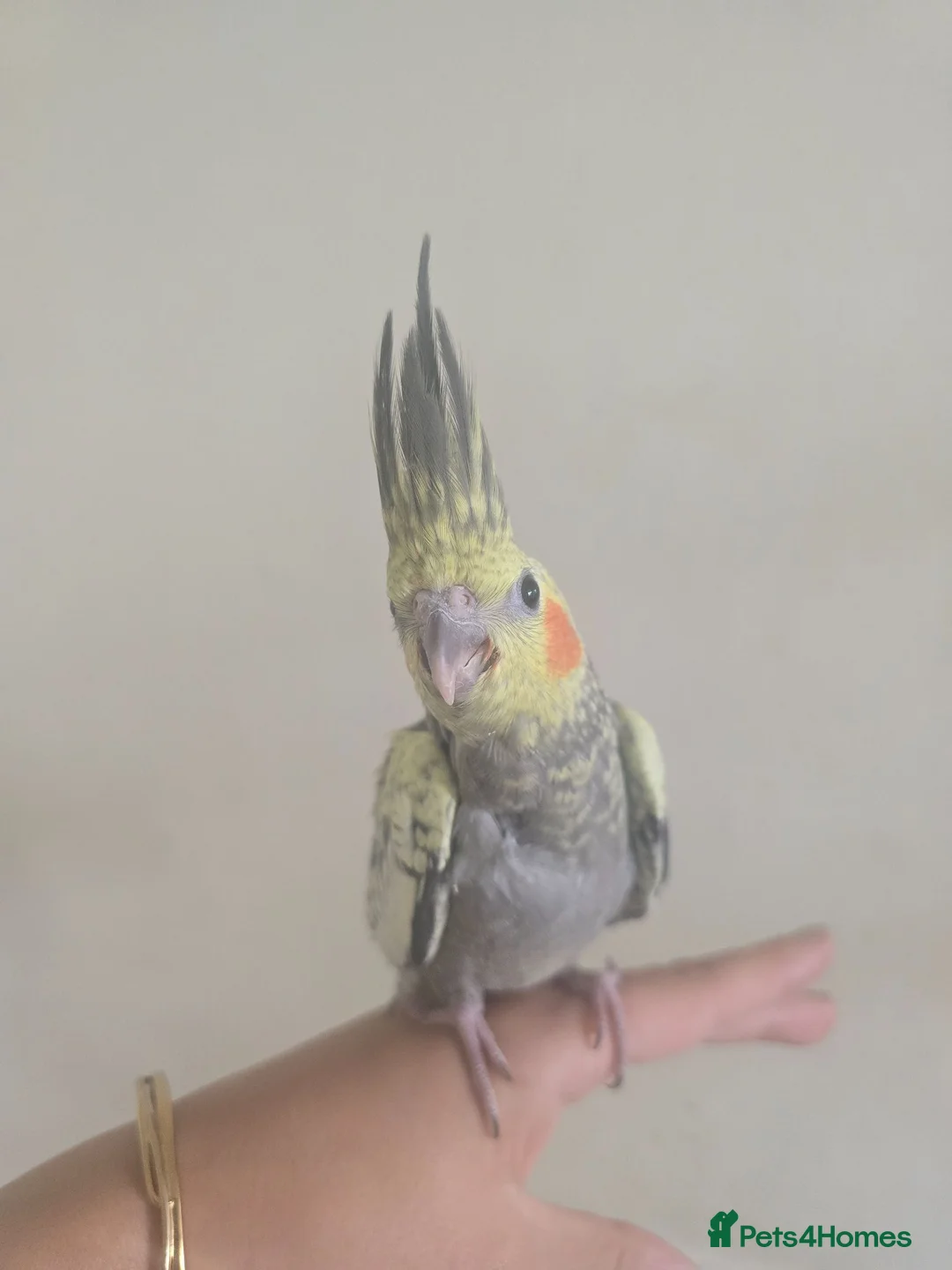 Cockatiels birds for sale: 2 young cockatiel for sale - Advert 2
