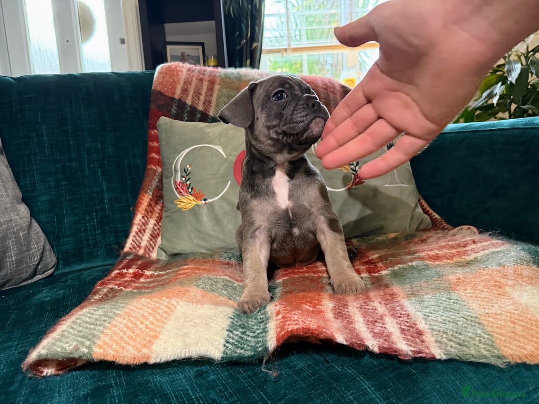 French Bulldog dogs for sale: French bulldog puppies  - Image 10