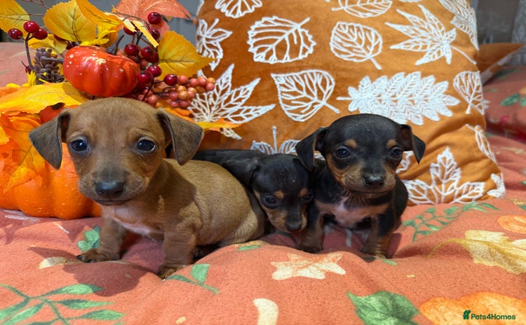 Dachshund dogs - Advert 1