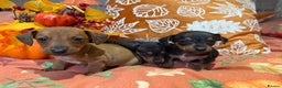 Dachshund dogs for sale: Dachshund puppies - Advert 1