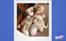 Golden Retriever dogs for stud: KCReg Well Proven Golden Stud, Health & DNA Tested in Wilmslow - Image 20