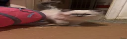 Ragdoll cats for sale: Young ragdoll kitten looking for calm, loving home in Sevenoaks - Advert 3