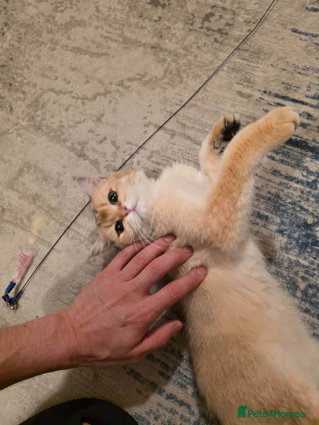 British Shorthair cats for sale: Golden British Shorthair Active - Advert 1