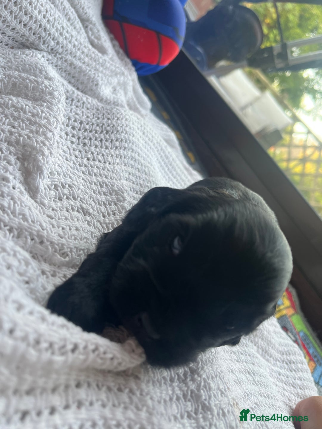 Cockapoo dogs for sale: Cockapoo X Coker spaniel  - Image 8