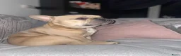 French Bulldog dogs for sale: Simba  in Lewes - Advert 2
