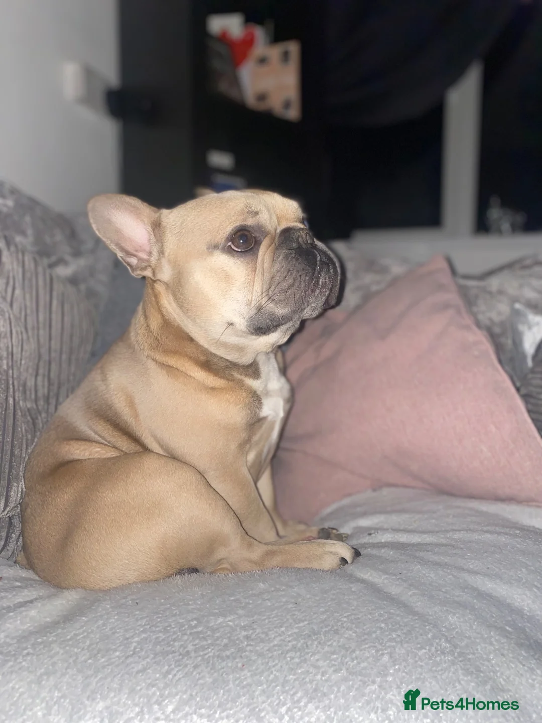 French Bulldog dogs for sale: Simba  in Lewes - Advert 2