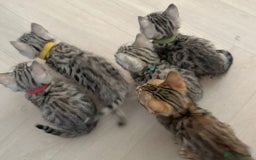 Bengal cats for sale: Pure SBT Charcoal Silver Bengal Kittens  - Image 3