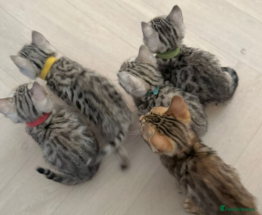 Bengal cats for sale: Pure SBT Charcoal Silver Bengal Kittens  - Image 3