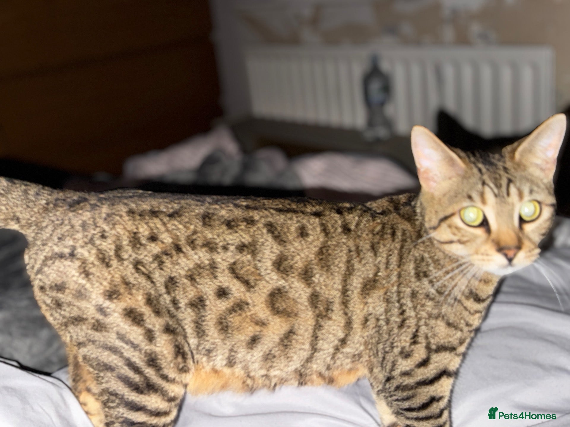 Bengal cats Bengal x Tabby kittens - Advert 1