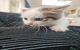 Russian Blue cats for sale: Lovley Russian white/Persian  - Advert 24