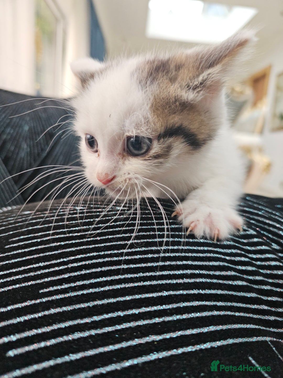 Russian Blue cats for sale: Lovley Russian white/Persian  - Advert 24