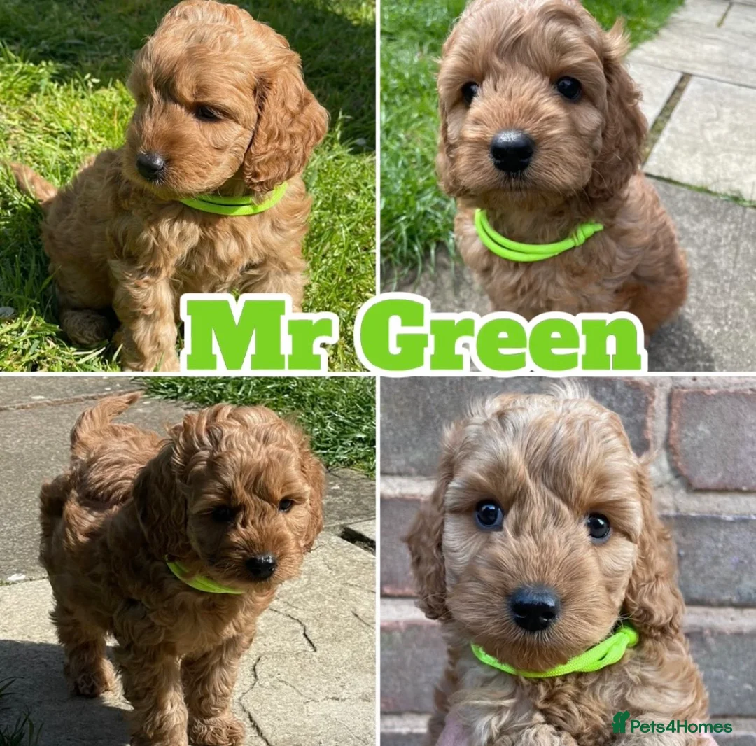 Cockapoo dogs for sale: Cockapoo puppies  - Advert 2