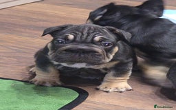 French Bulldog dogs for sale: French bulldog puppys - Image 1