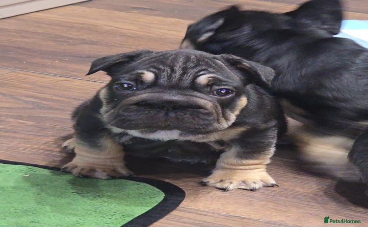 French Bulldog dogs - Advert 1