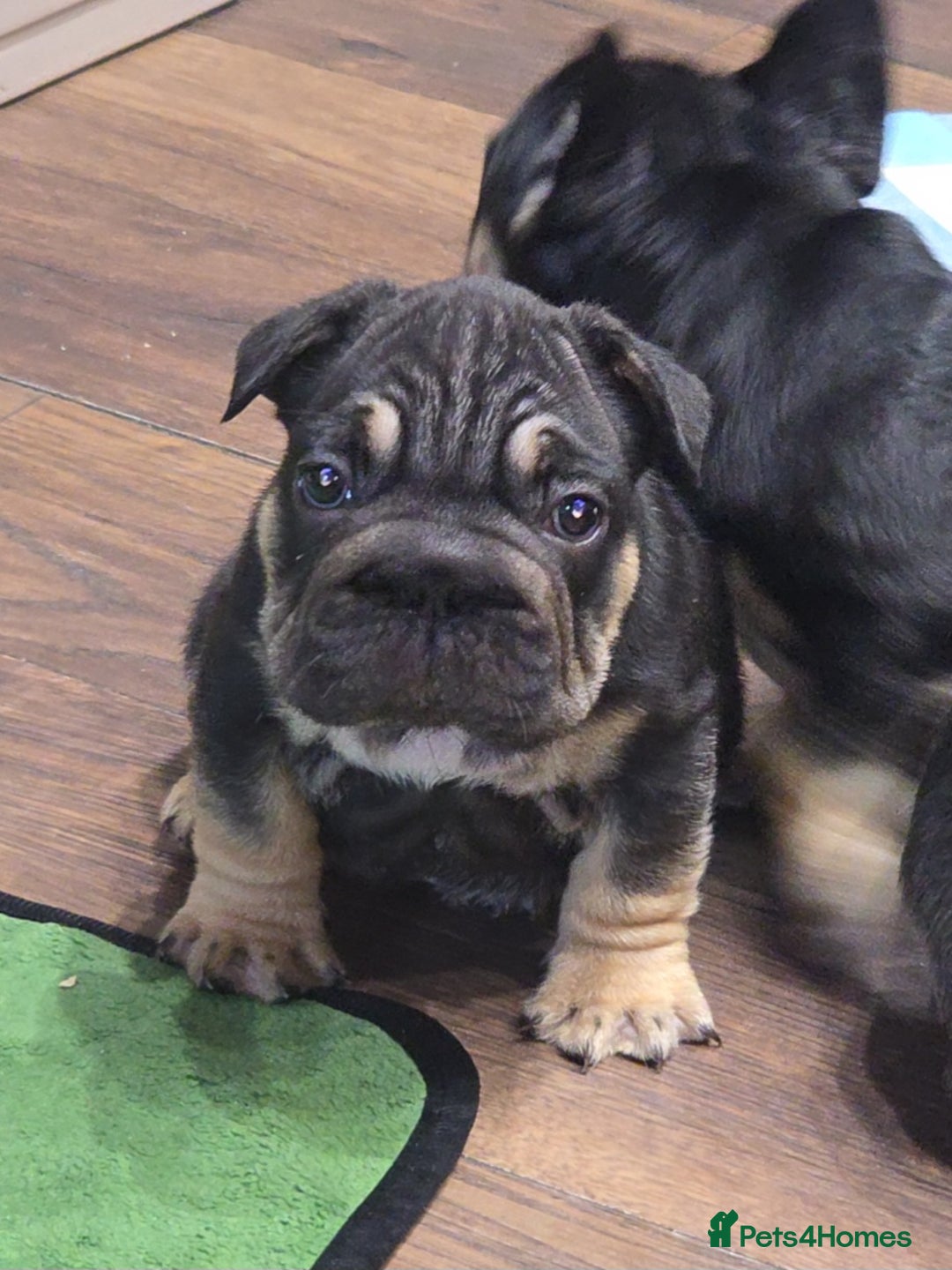 French Bulldog dogs for sale: French bulldog puppys - Image 1