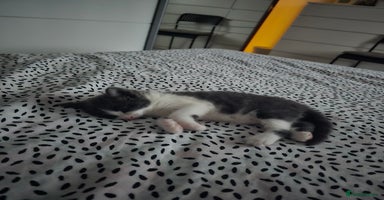 British Shorthair cats - Advert 9