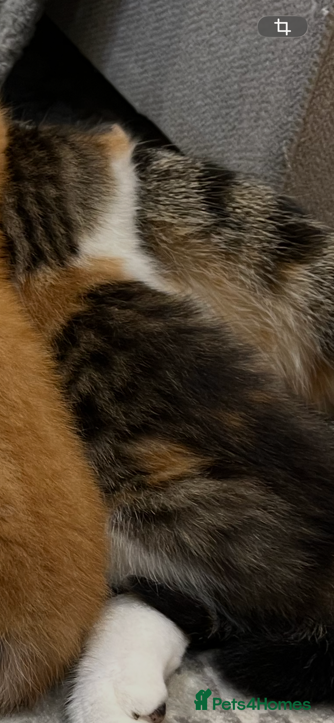 Domestic Shorthair cats for sale: Two male ginger, One female cali kittens - Advert 11