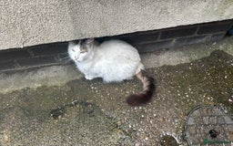 Mixed Breed cats for sale: Two beautiful ladies 💜 - Image 25
