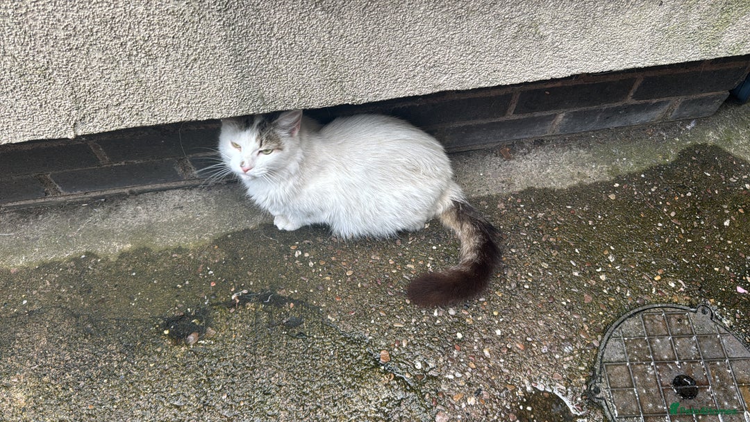 Mixed Breed cats for sale: Two beautiful ladies 💜 - Image 25