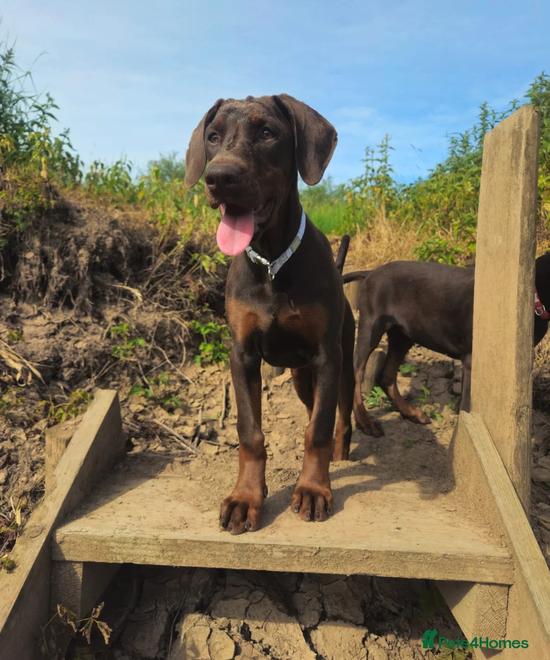 Dobermann dogs for sale: 🐕🐾 KC'D Superb little Girl Ready Now! 🏆 🐾 - Advert 2