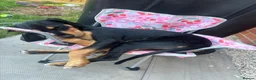 Mixed Breed dogs for sale: Walter - Advert 20
