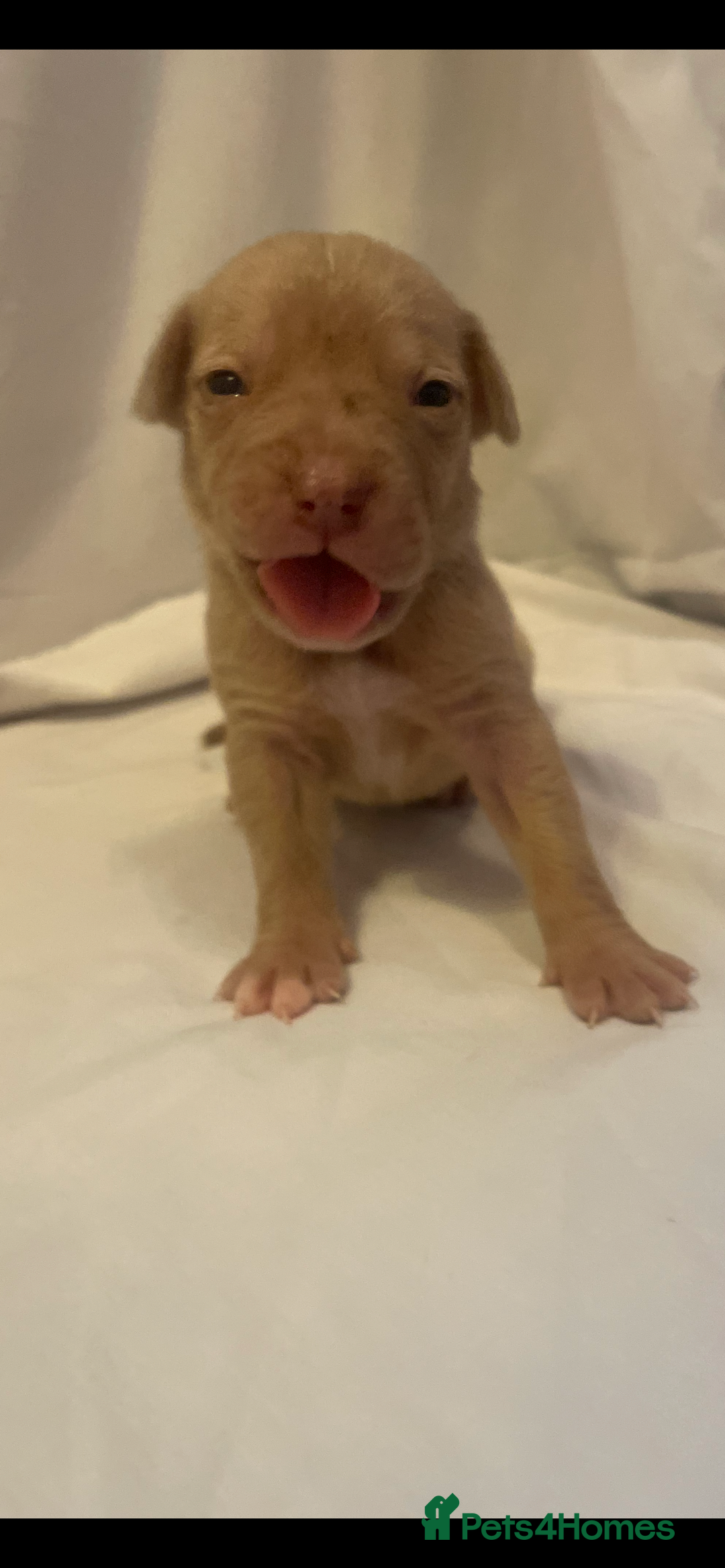 Mixed Breed dogs for sale: Cane Corso X mastiff - Image 9